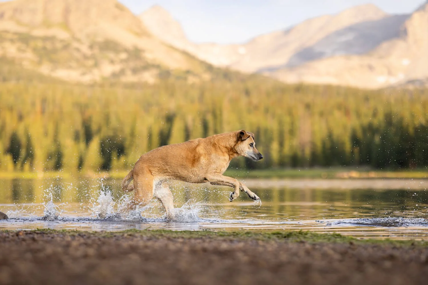 The same hound dog running through water at a mountain lake, but with the harness and leash digitally removed for a clean, off-leash appearance, showcasing professional photo editing for pet photography.