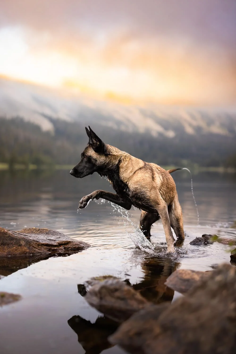 Action photography of a Belgian Malinois leaping through water with mountain fog in the background, captured by a Denver-based adventure pet photographer.
