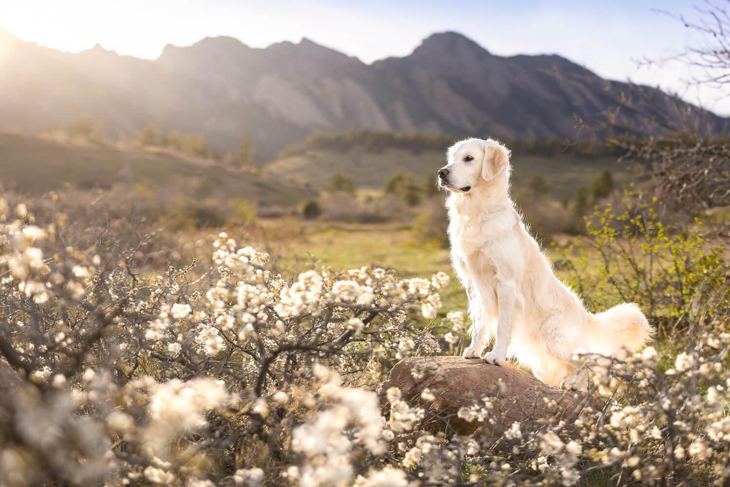 A majestic cream-colored Golden Retriever sitting regally on a rock, surrounded by white spring blossoms with soft sunlight backlighting its fur, captured by a professional pet photographer in the Colorado foothills.