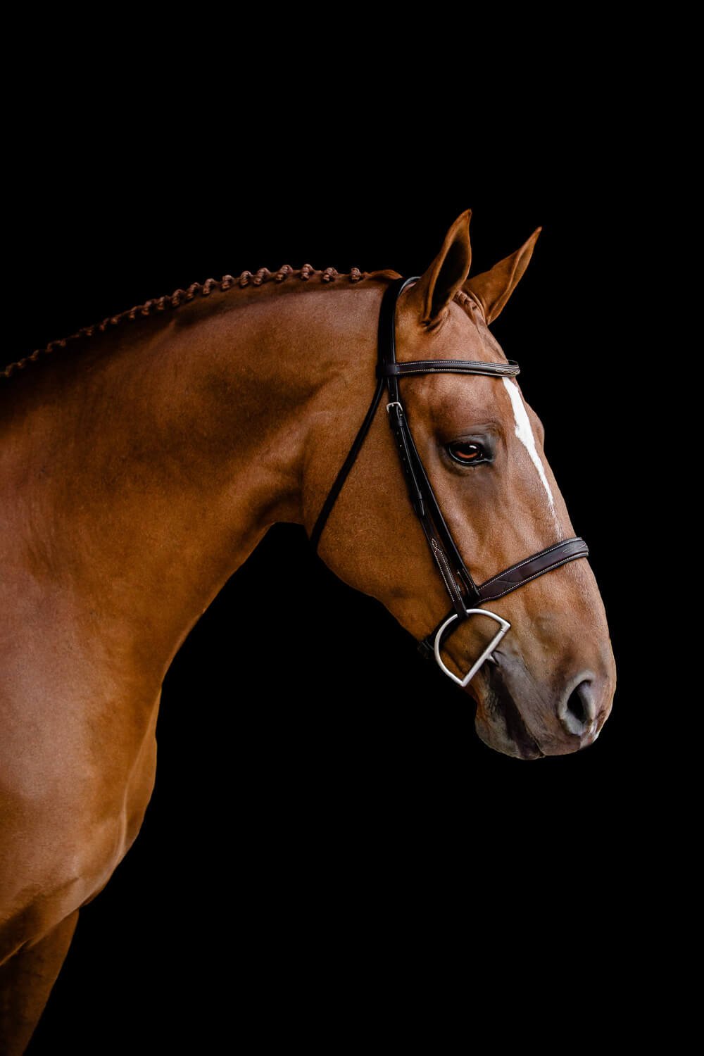 A professional fine art equine portrait of a chestnut horse with a braided mane wearing a formal leather bridle, captured in profile against a deep black background.