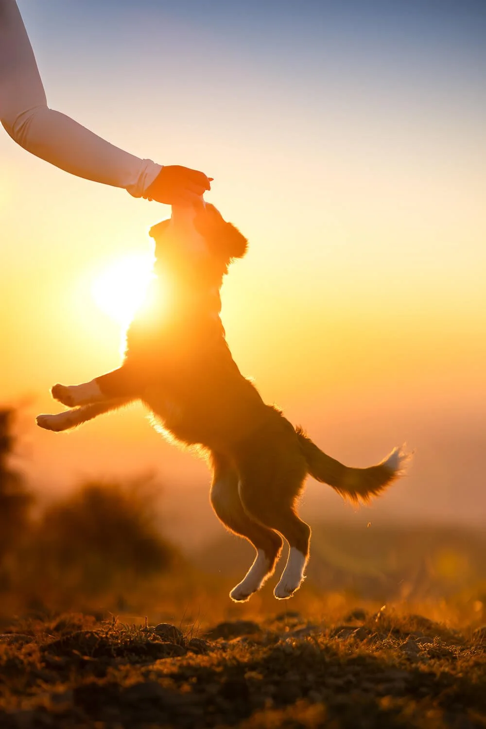 A backlit silhouette of a dog jumping up to play with its owner during a sunset photography session in Colorado, illustrating the beauty of unscripted personality.
