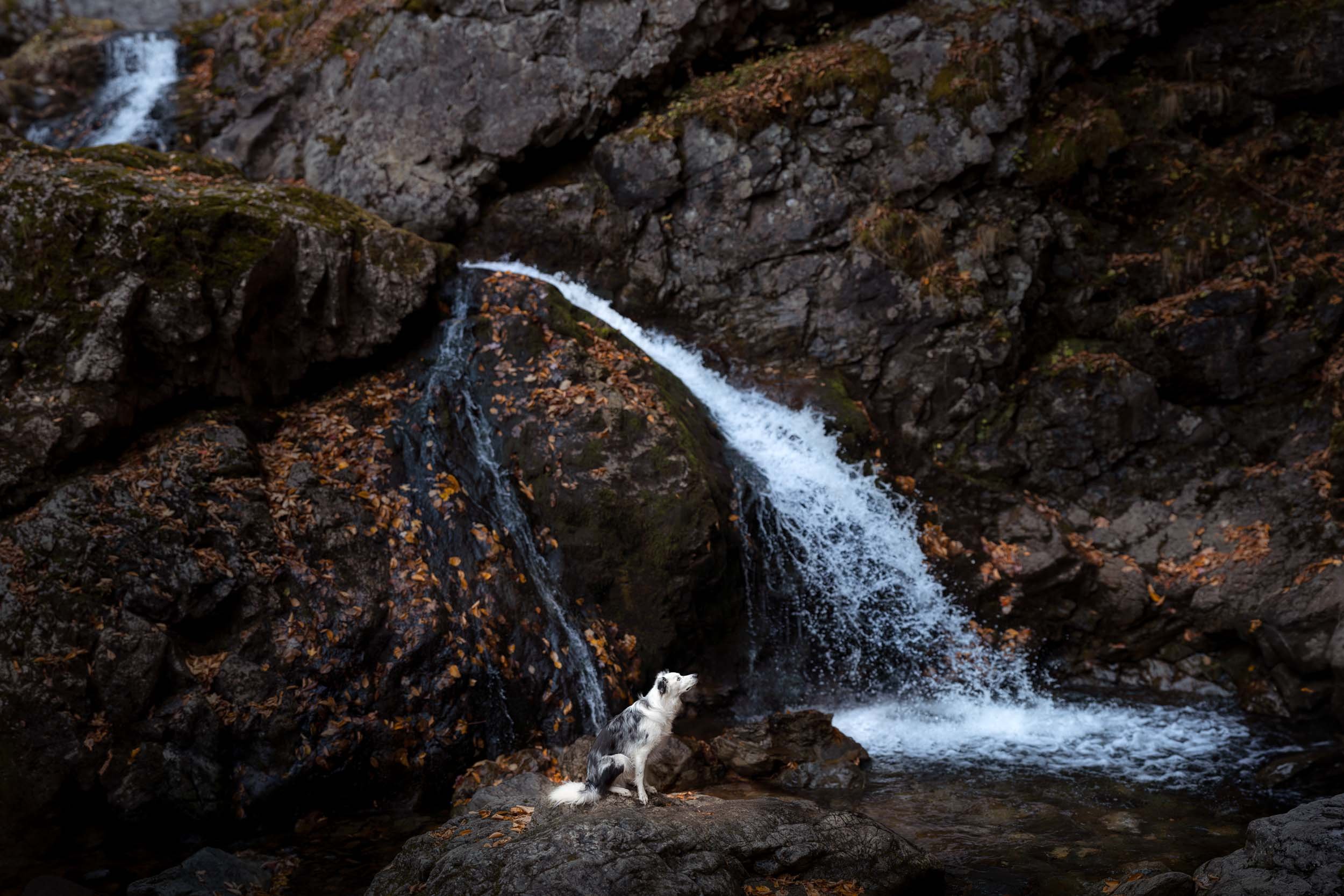 A brave dog sitting stoically in front of a powerful, cascading waterfall, captured in a cinematic landscape photography style by Allison Mae.