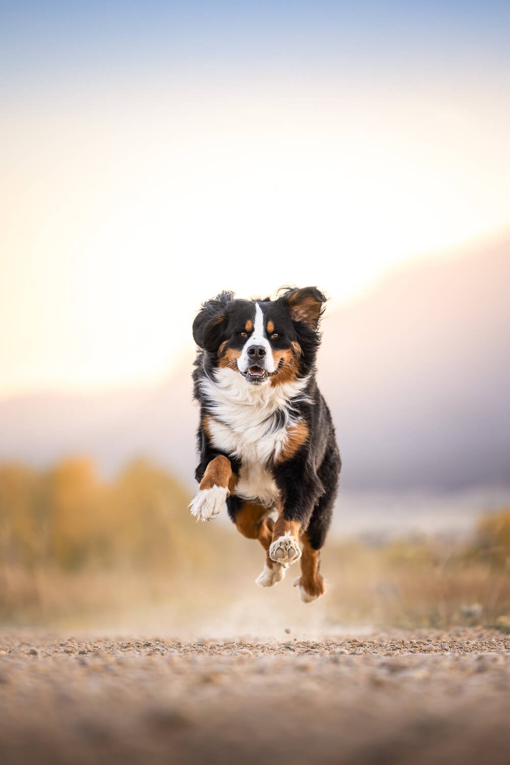 A joyful dog running full speed toward the camera during an outdoor adventure session near Denver.