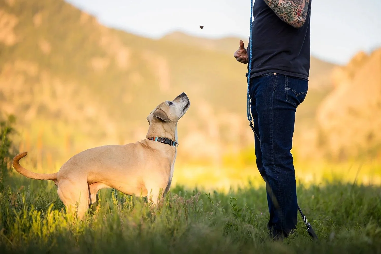 A yellow Labrador Retriever dog wearing a collar, sitting on grass and looking up at a person holding a leash, outdoors in a field with trees and hills in the background.