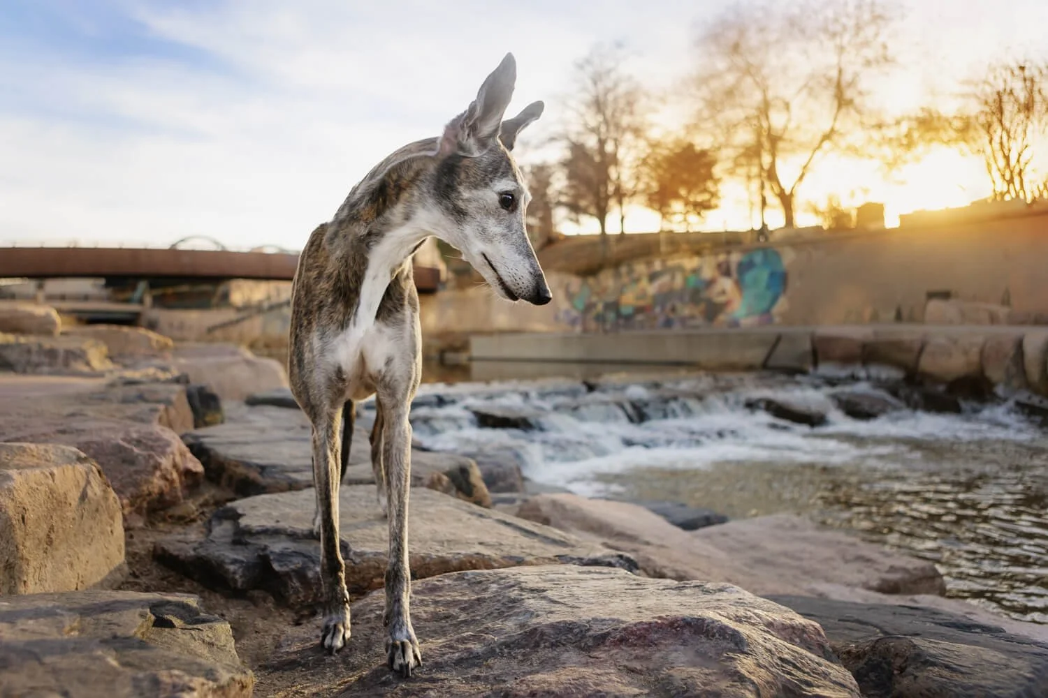 Dog portrait taken during a downtown Denver dog photography session at Confluence Park near the LoHi pedestrian bridge along the South Platte River.