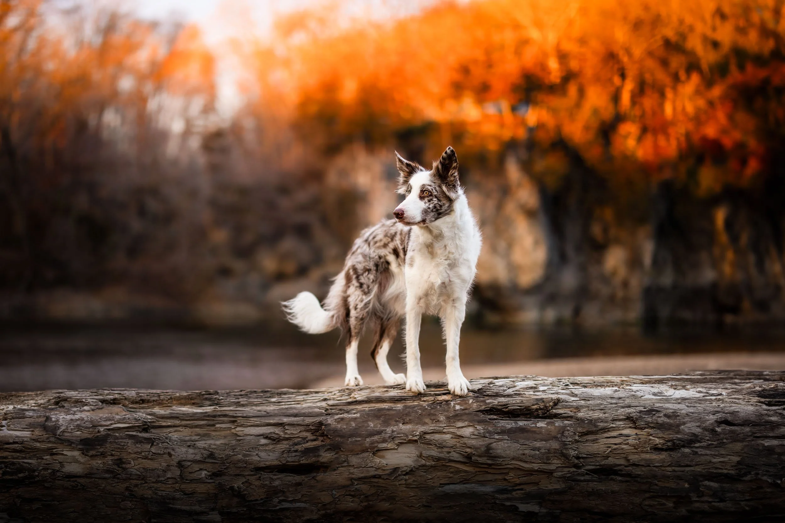 How to Teach Your Dog to Pose for Photos 