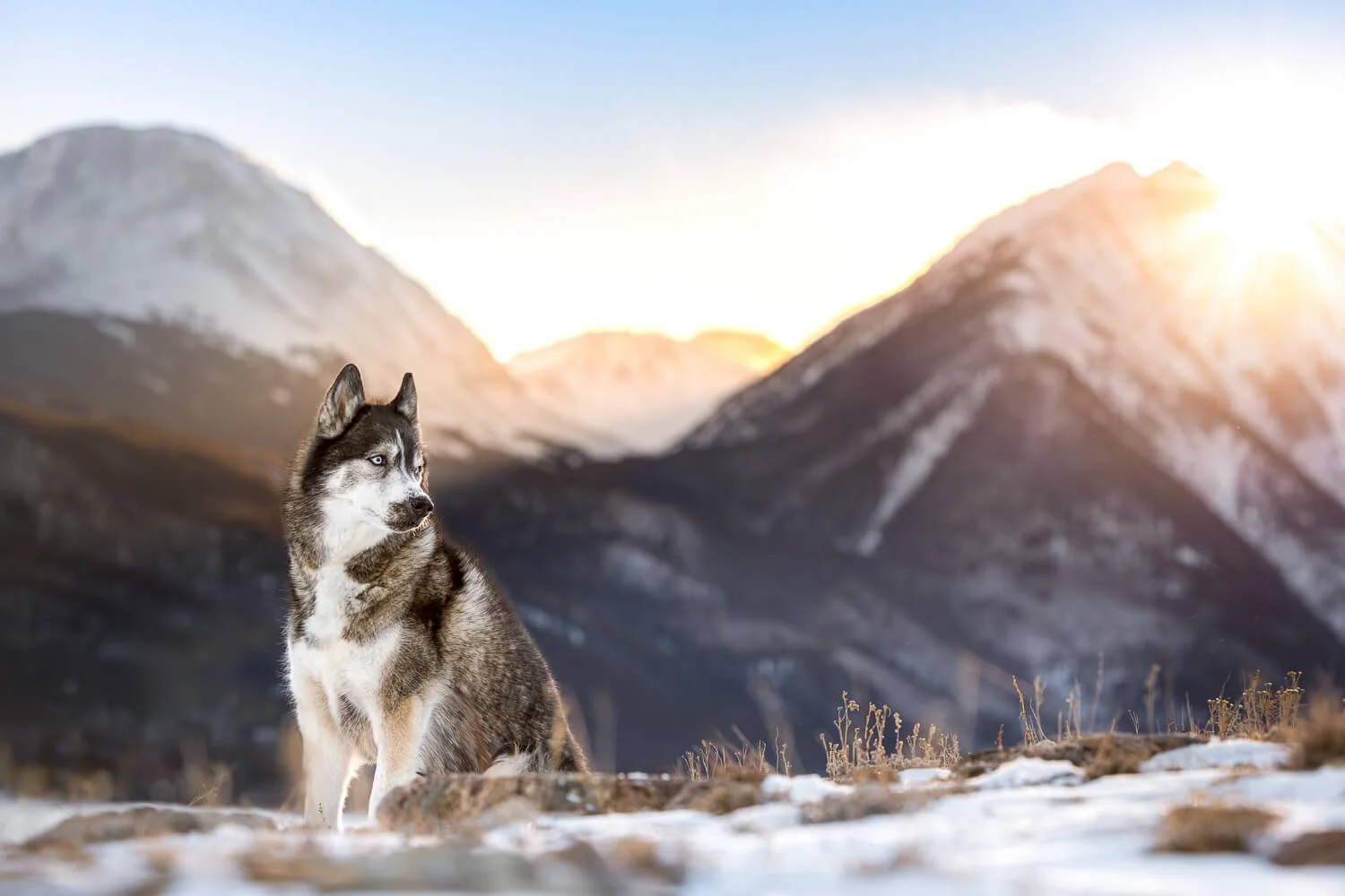 Majestic portrait of a Husky sitting on a mountain ridge during a vibrant sunset, with snow-capped peaks and sun flare, by an adventure pet photographer.