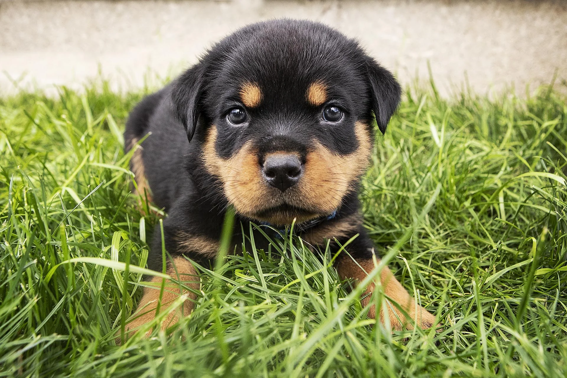 C_G_RottweilerPuppy.jpg