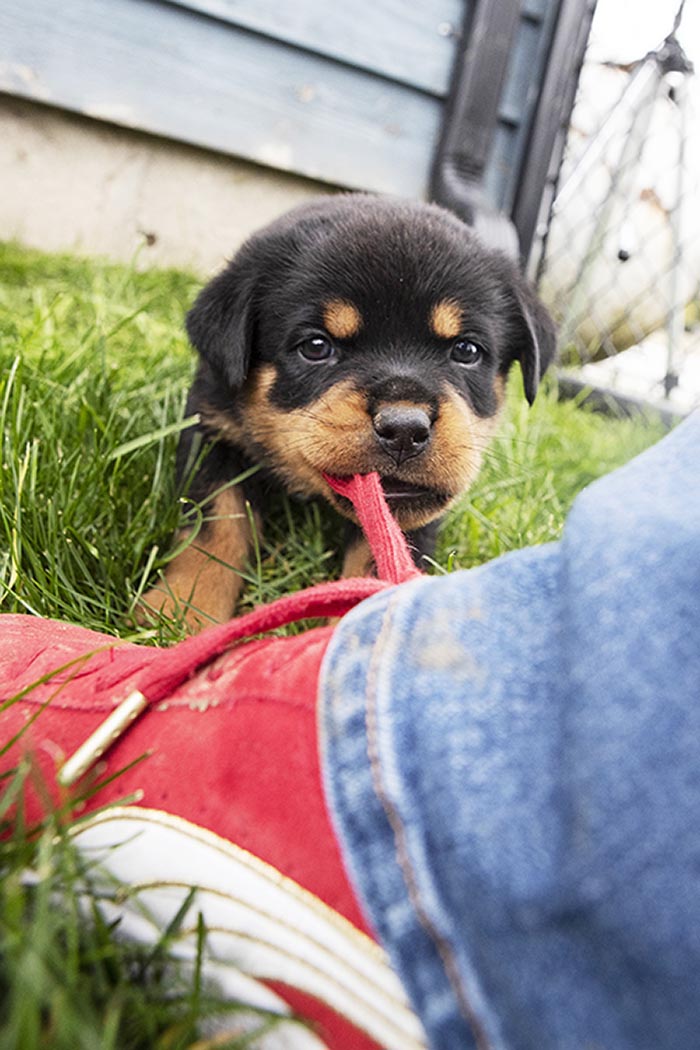C_GGermanImport_RottweilerPuppy_shoe.jpg
