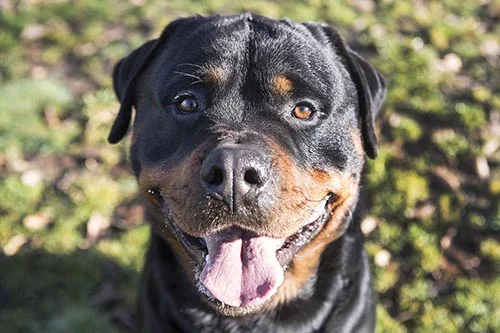 Torque of C & G German Rottweilers has temperament of a sweet easy going teddy bear.