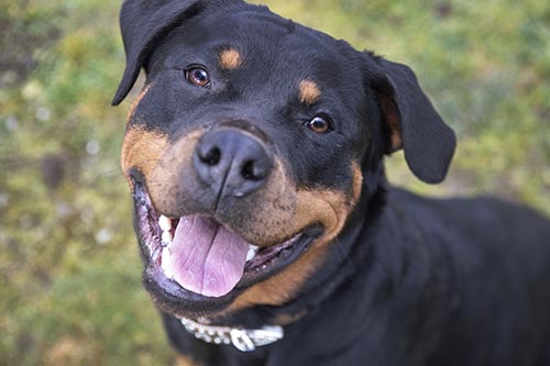 Titan of C & G German Rottweilers is an up and coming stud is happy, confident and loves to impress.
