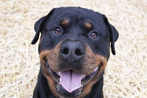 Dakota of C & G German Rottweilers is sweet, loving and calm. She is also one of C&G’s most intelligent dogs.