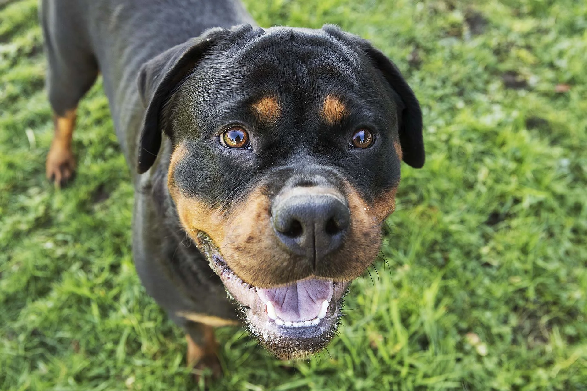Ferrari of C & G German Rottweilers aims to please. She is incredibly smart, energetic and loving which makes her a true superstar.