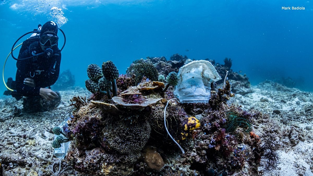 Phillipines reef.jpeg