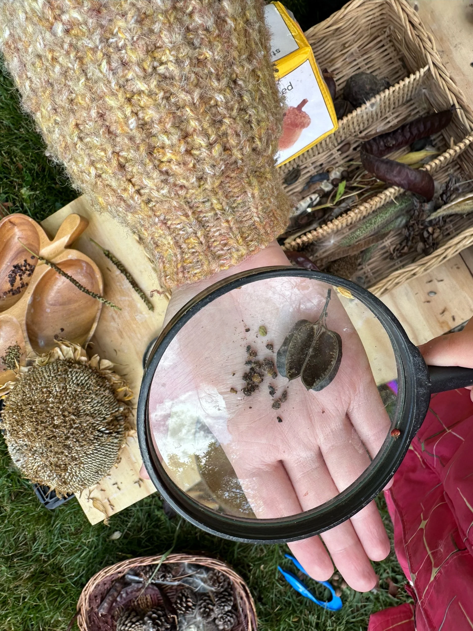 Autumn Seeds Exploration