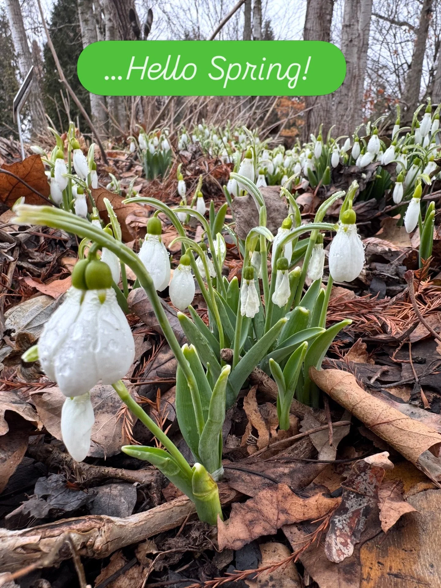 &hellip;HELLO SPRING! 🌼🌿🌷 After the snowstorm on Monday, who would have thought that that today would be such a beautiful spring day?! We are big winter fans over here, but awakening into Spring is a welcome and magical transition. Come meet us in