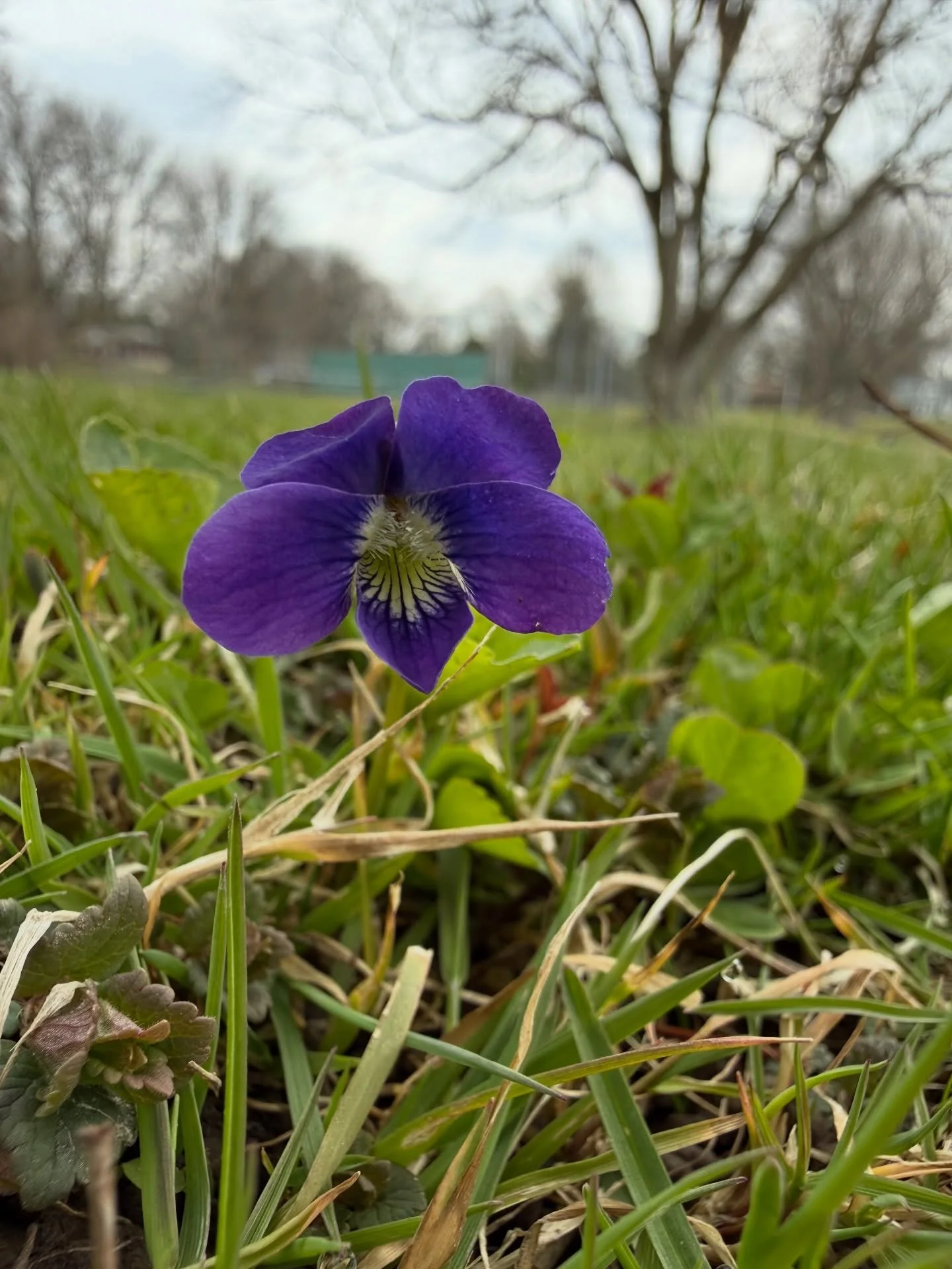 HAPPY EARTH DAY 🌎 Such an exciting time of year here in WI when the Earth is finally waking up and we are greeted each day with new growth and color. What colors of spring can you find? 🌈

#madisonwi #hellospring #earthday #springflowers #naturepla
