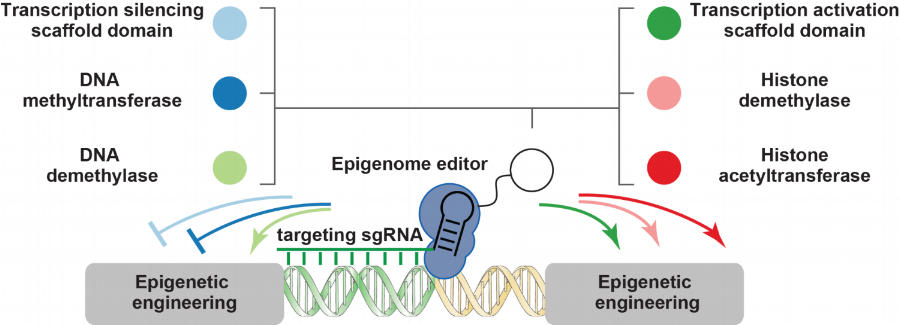 repurposing CRISPR to control the epigenome.png