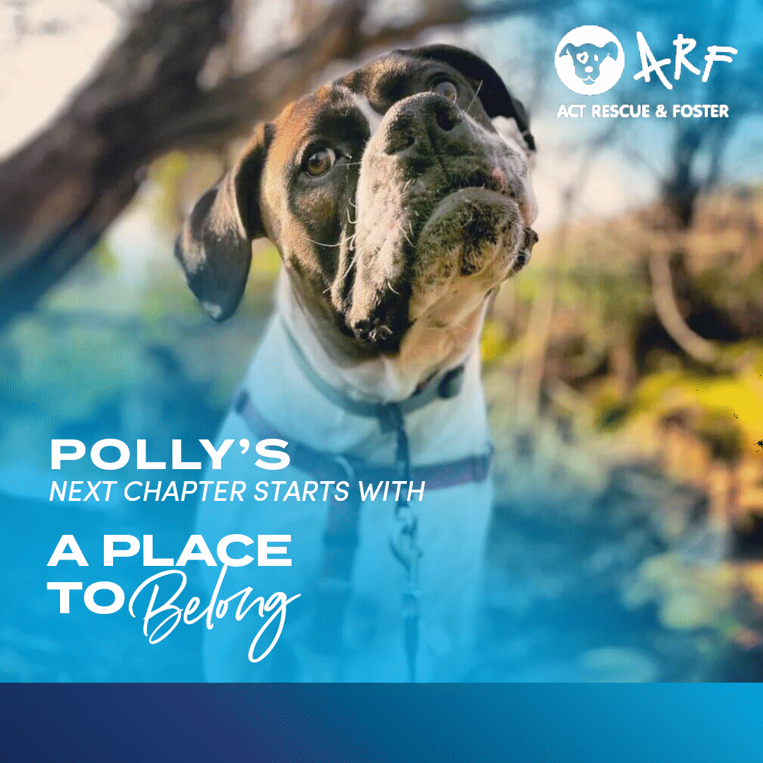 ARF - ACT RESCUE &amp; FOSTR