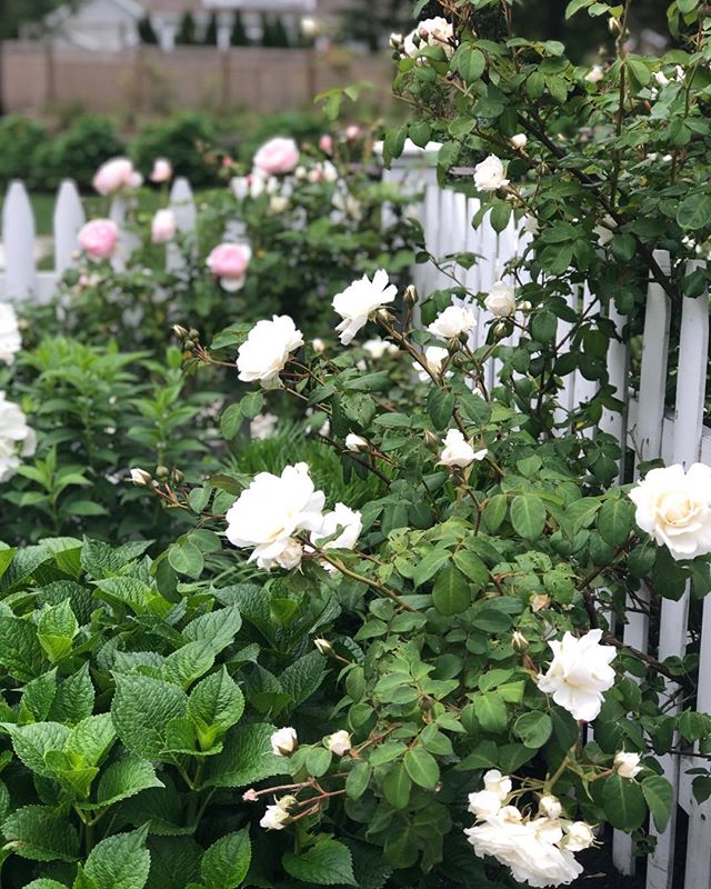 Everything&rsquo;s coming up roses~finally some much appreciated sunshine today! .
.
.
.
.
#sunshine
#roses
#mygarden
#happyhome
#flowersofinstagram
#jardin