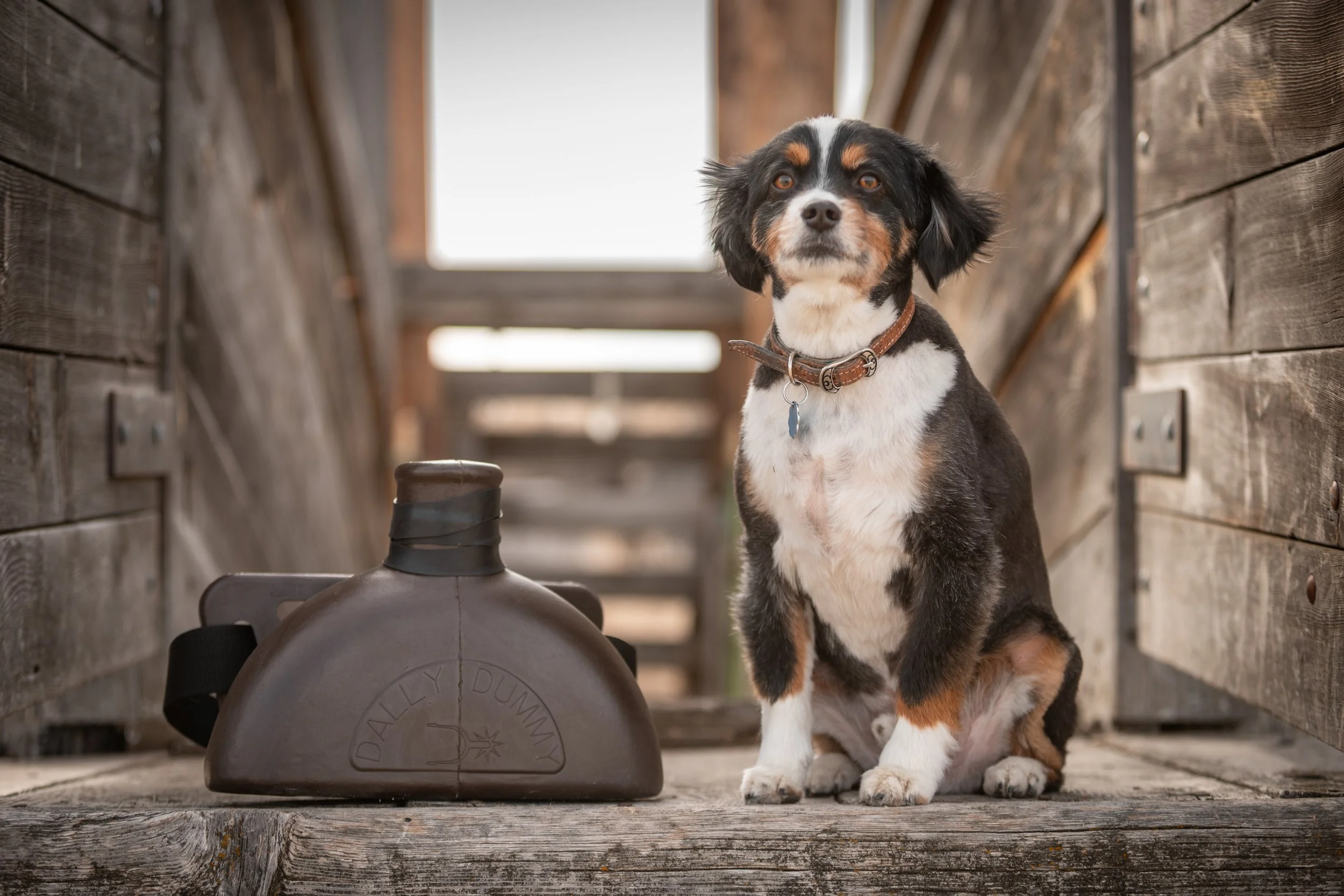 Let's Rope with The Dally Dummy.jpg