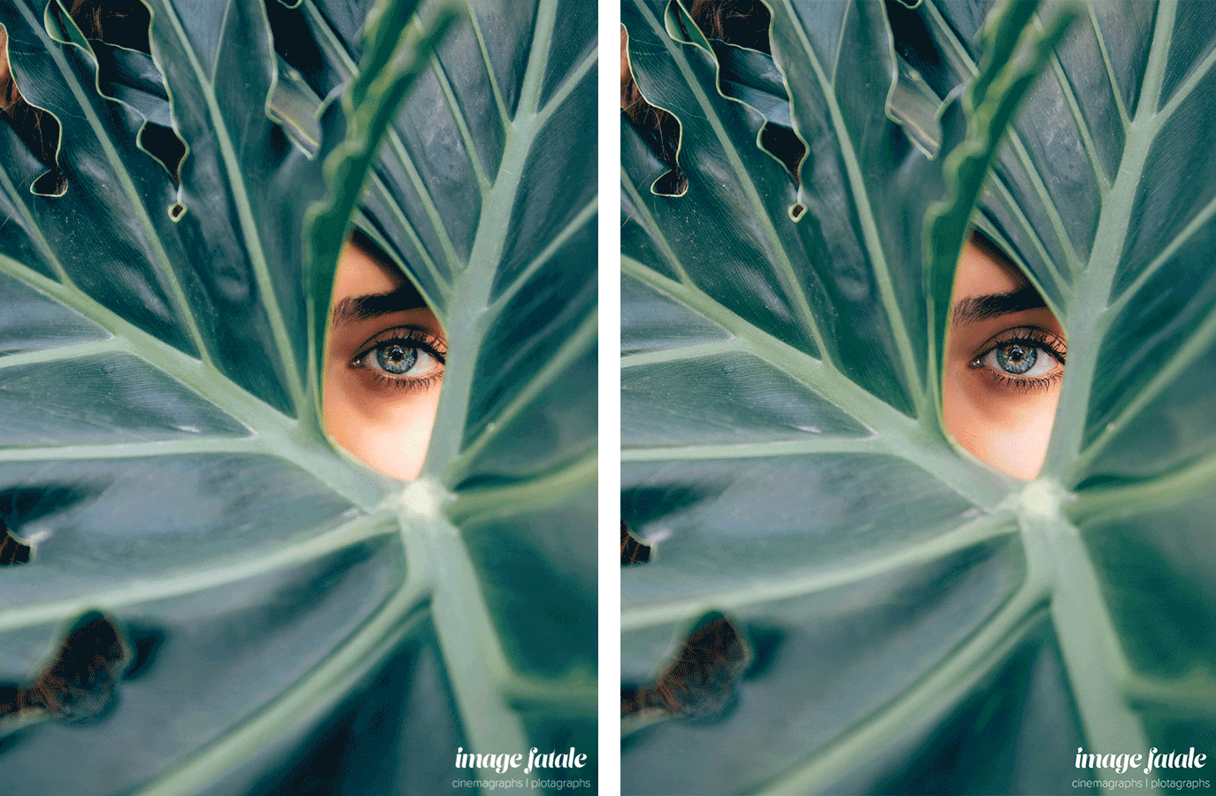 MotionImage_Image_GalleryContentSize_EyesPlant-(900px,-25fps)beforeafter.gif