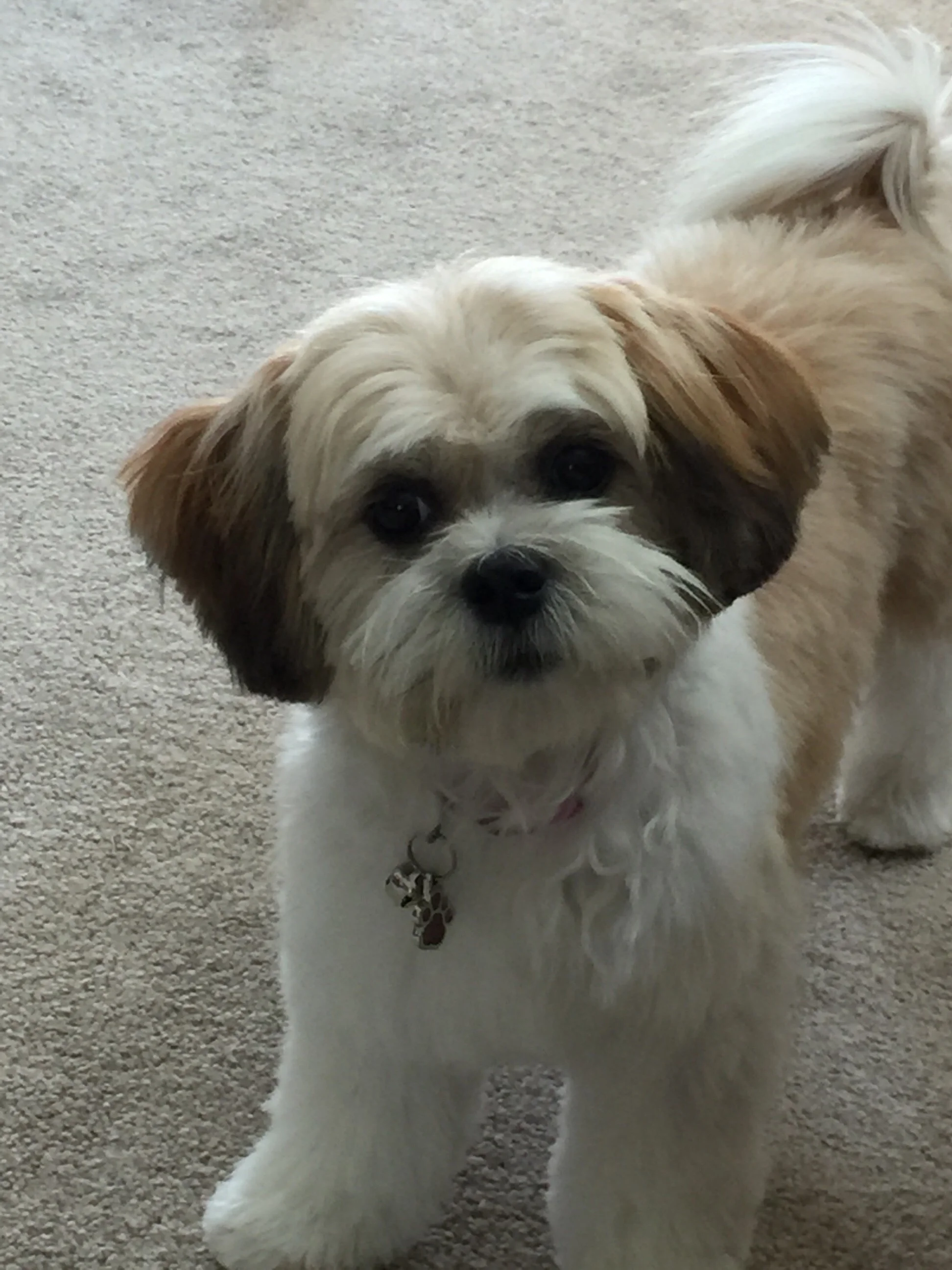 shichon life expectancy