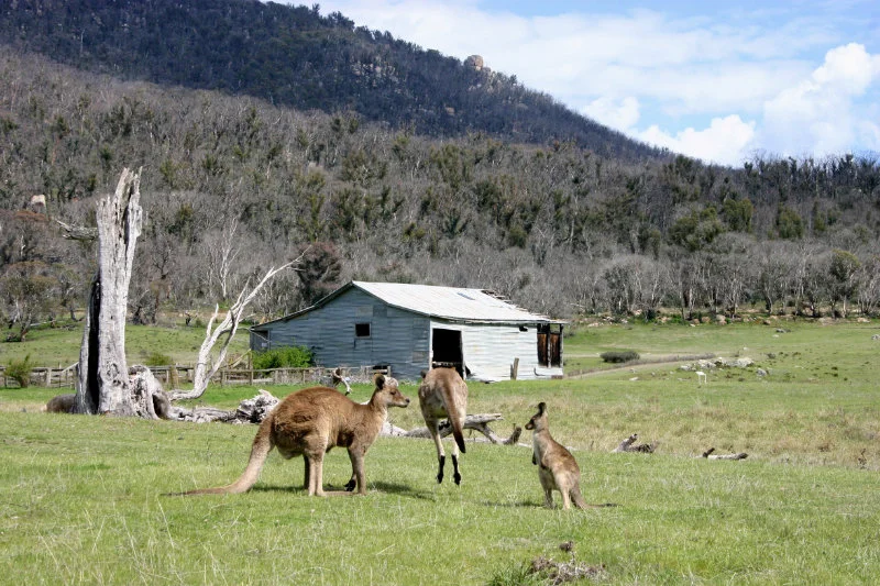 Tidbinbilla.jpg