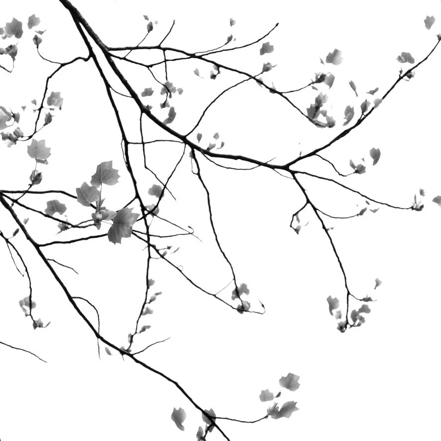 909C1EAD-CC76-4C01-9ECA-6C7367803A47_1_105_c.jpeg