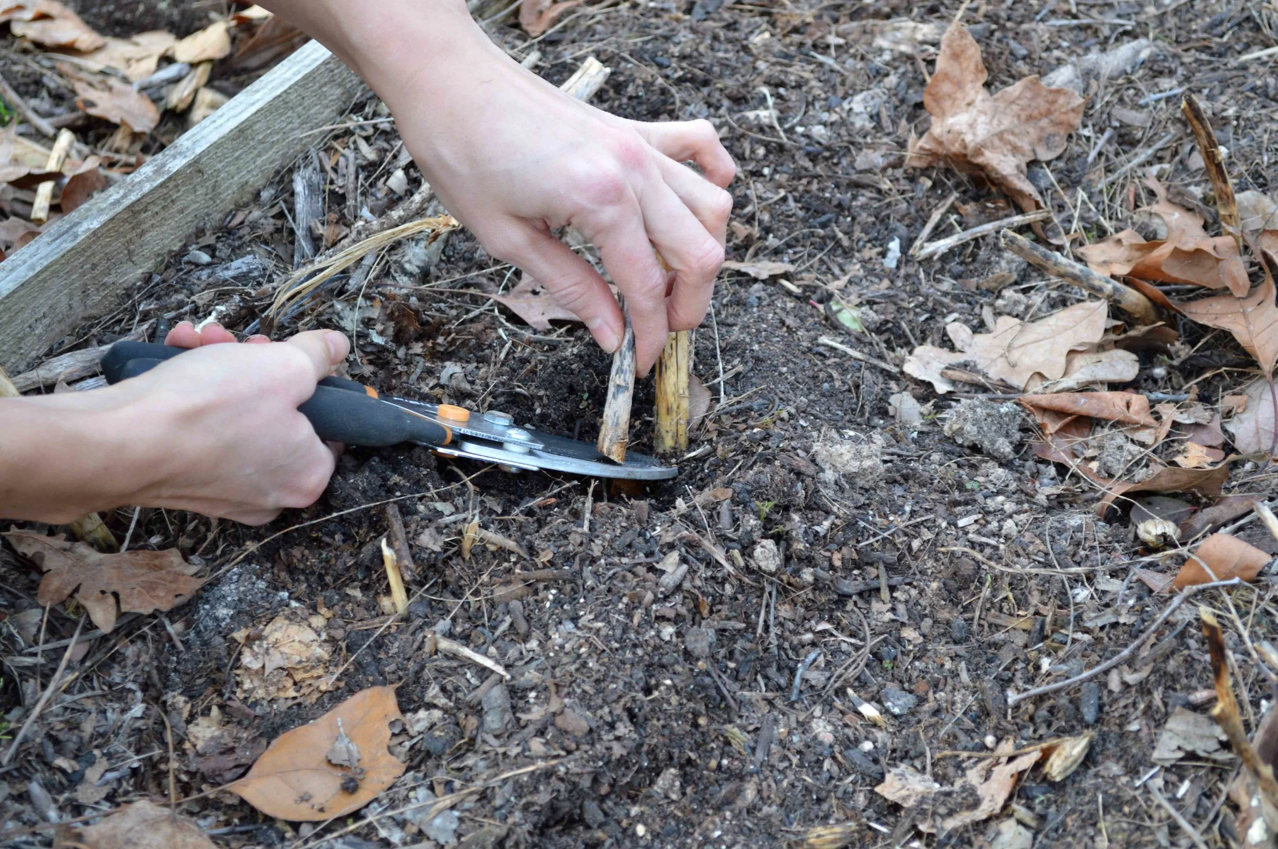 Cutting Close to Soil no ring.jpg