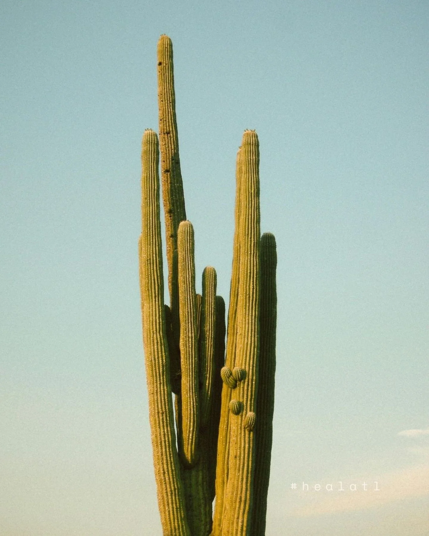 Cacti grow where resources are limited.
Many nervous systems learned to do the same.
Healing is about finally receiving what you didn&rsquo;t have before.

🌵Support that honors resilience and growth &mdash; link in bio.