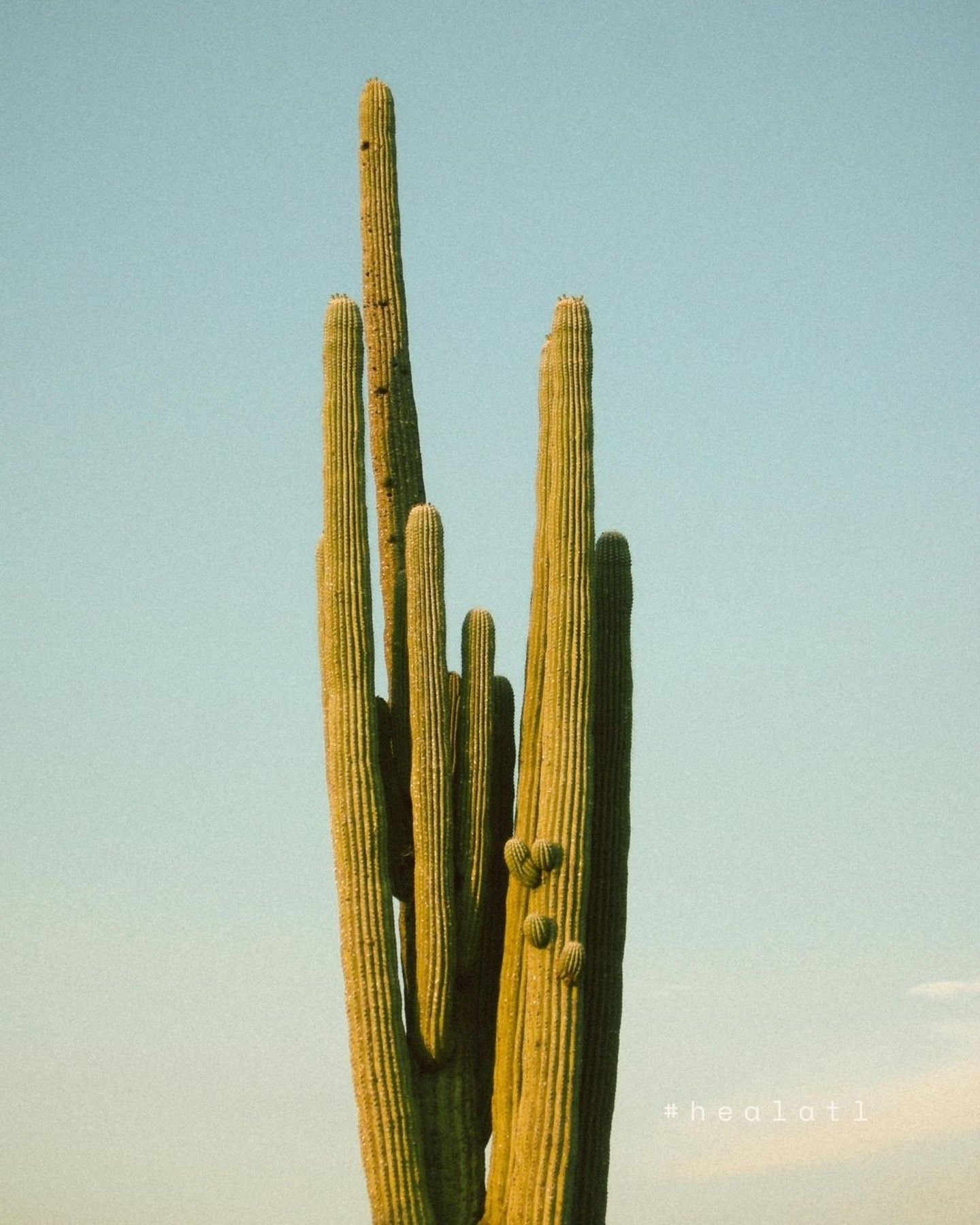 Cacti grow where resources are limited.
Many nervous systems learned to do the same.
Healing is about finally receiving what you didn&rsquo;t have before.

🌵Support that honors resilience and growth &mdash; link in bio.