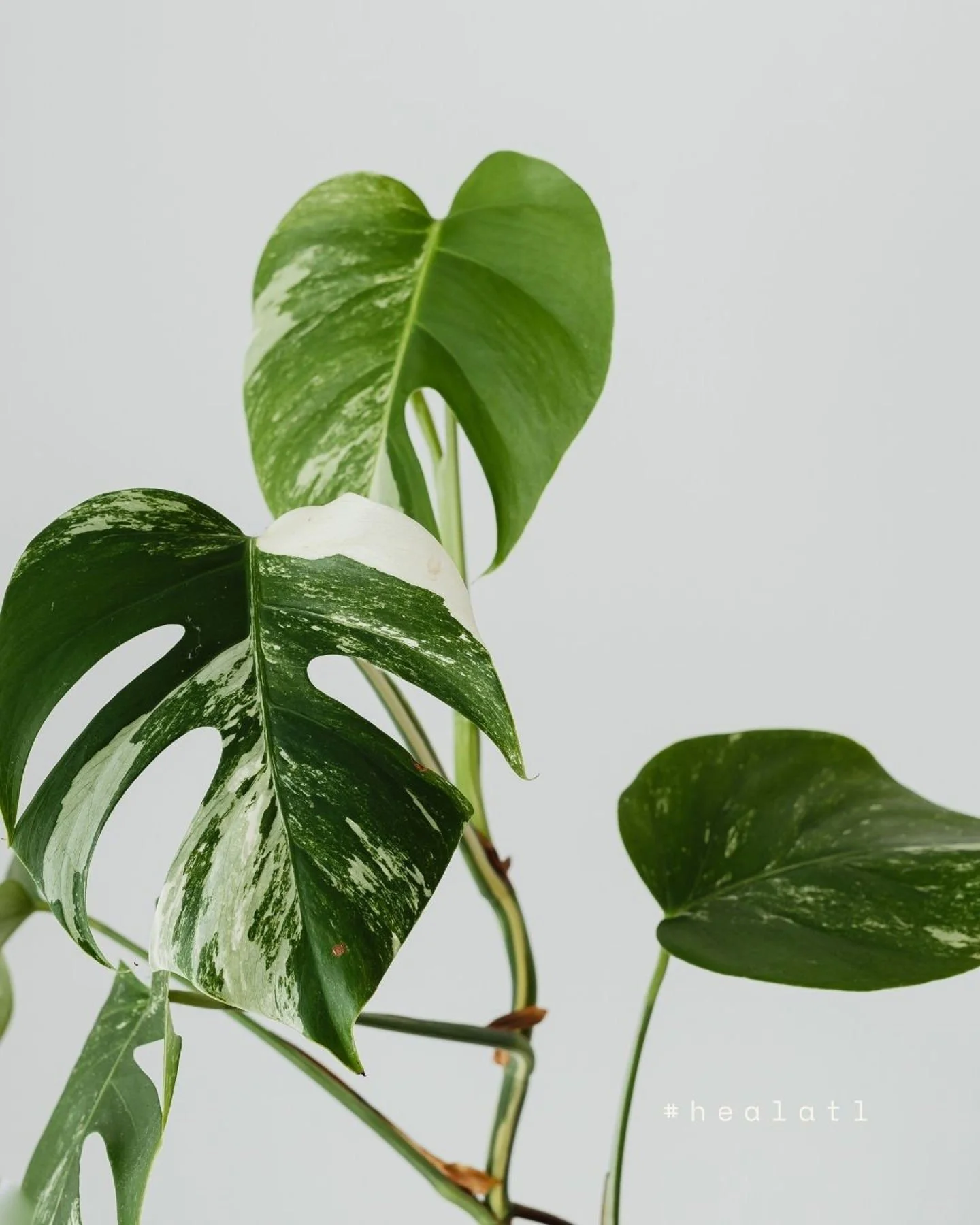 Healing often looks like this.
Slow. Quiet. Rooted. 🌿

Just like plants, we grow with the right care, patience, and environment. Therapy can be a space to pause, reconnect with yourself, and begin tending to the parts of you that need attention.

Yo