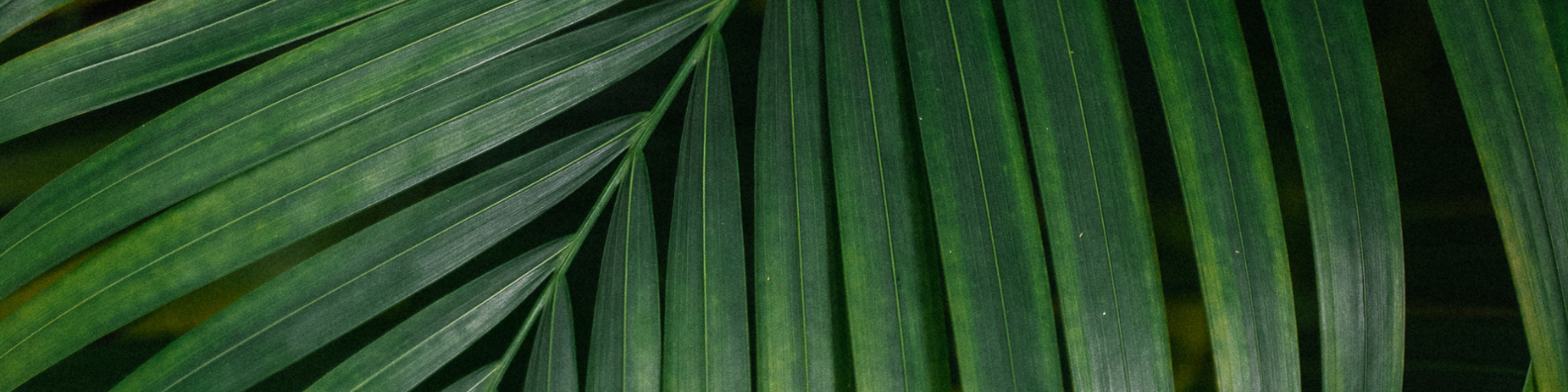 Beige Feminine Personal LinkedIn Banner (1).png