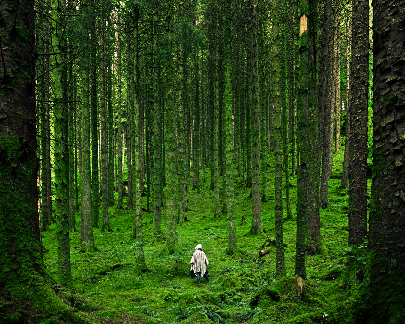 Solo il mimo canta al limitar del bosco