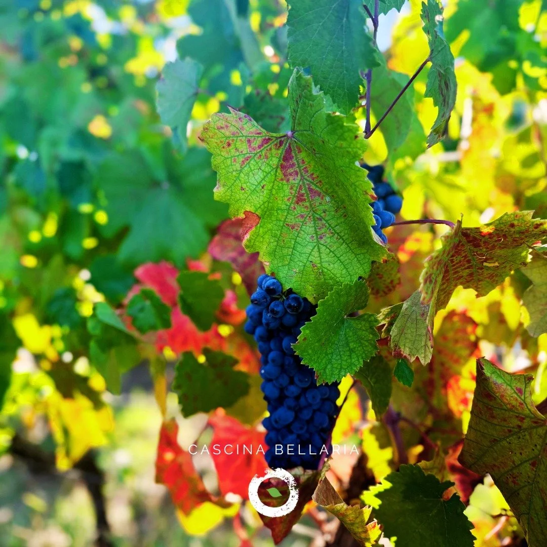 🍂 LA CASCINA RIPOSA
Siamo giunti ormai in pieno autunno e la Cascina sta riposando.
Anche i luoghi respirano, anche la terra ascolta.
🍂
Ma durante questo periodo stiamo comunque preparando nuove sorprese in previsione della prossima stagione. Resta