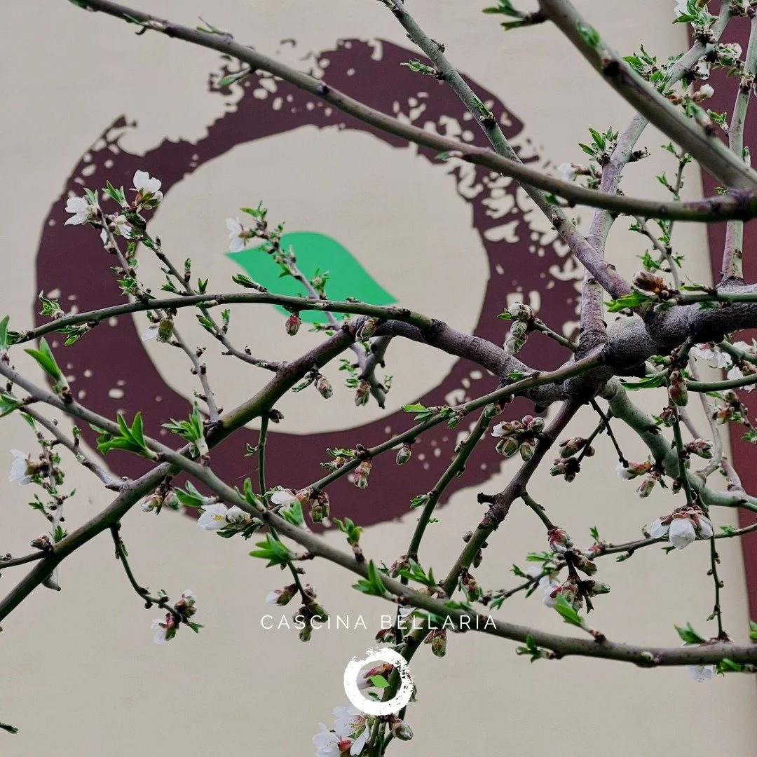 🔔 NOVIT&Agrave; IN ARRIVO
Si avvicina la data della nostra apertura invernale. Una piccola finestra che fa da ponte tra l'estate e la primavera. 
👇
Apriremo il 26 Dicembre con servizio bar, ristorante, pizzeria, aperitivi e rimarremo aperti tutti i