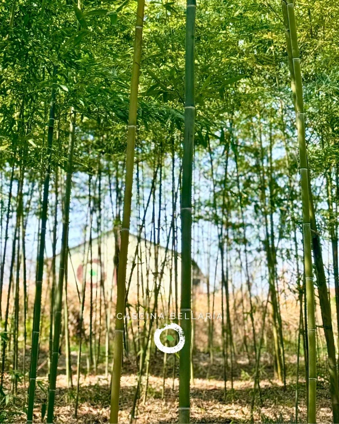 🌸 QUESTA SETTIMANA IN CASCINA
Le proposte di Cascina Bellaria per questi giorni:

🌿 OGGI PASQUETTA si festeggia insieme!
Siamo gi&agrave; operativi e andiamo avanti fino alle 22:00 👉 sei ancora in tempo per raggiungerci.
Musica, relax e natura per