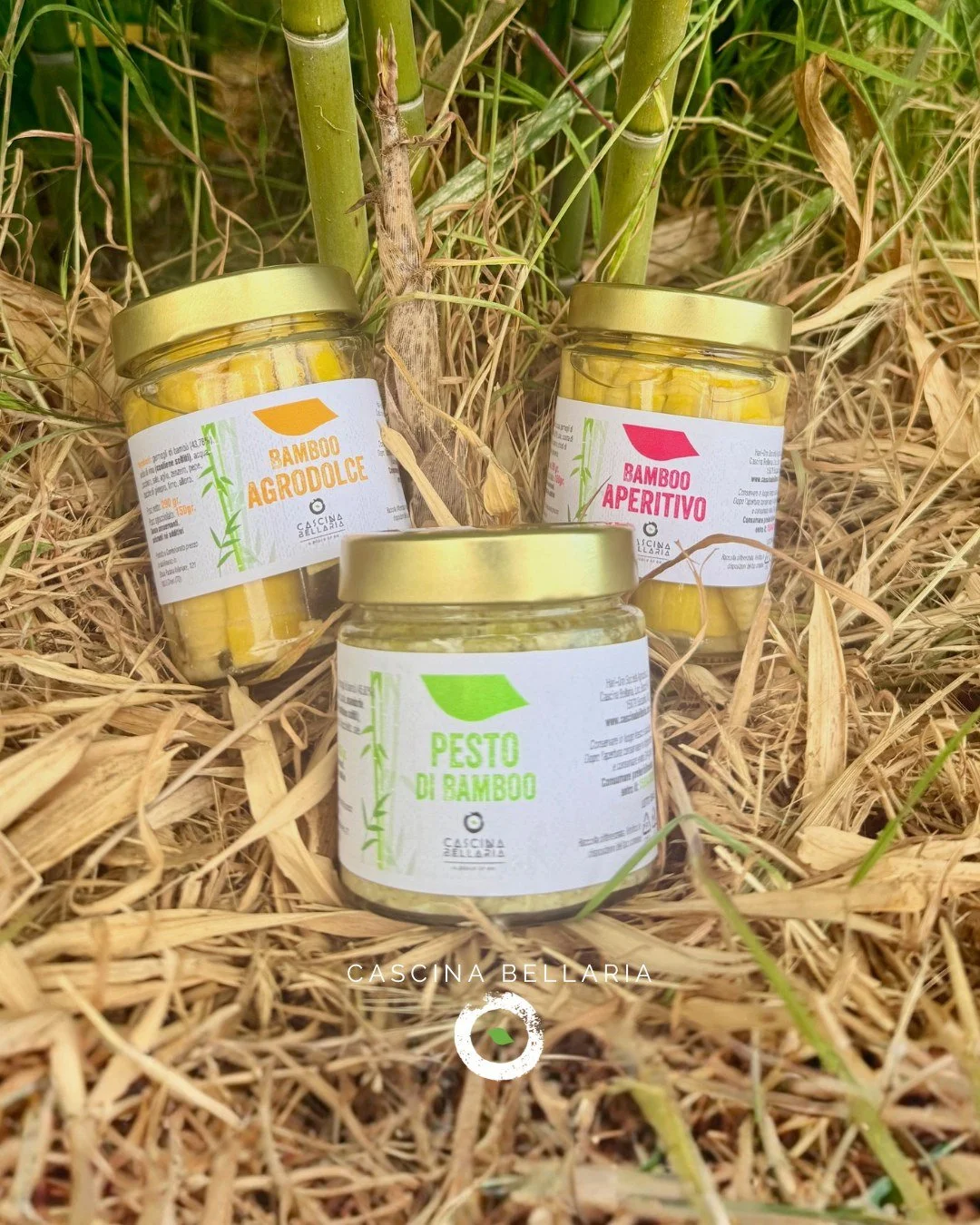 🌱 PRODOTTI DELLA BELLARIA &ndash; IL GUSTO CHE NASCE DALLA NOSTRA TERRA
Dopo anni di coltivazione, ecco i primi prodotti realizzati con i germogli dei nostri bamb&ugrave;: poveri di grassi, ricchissimi di proteine&hellip; ma soprattutto buonissimi.
