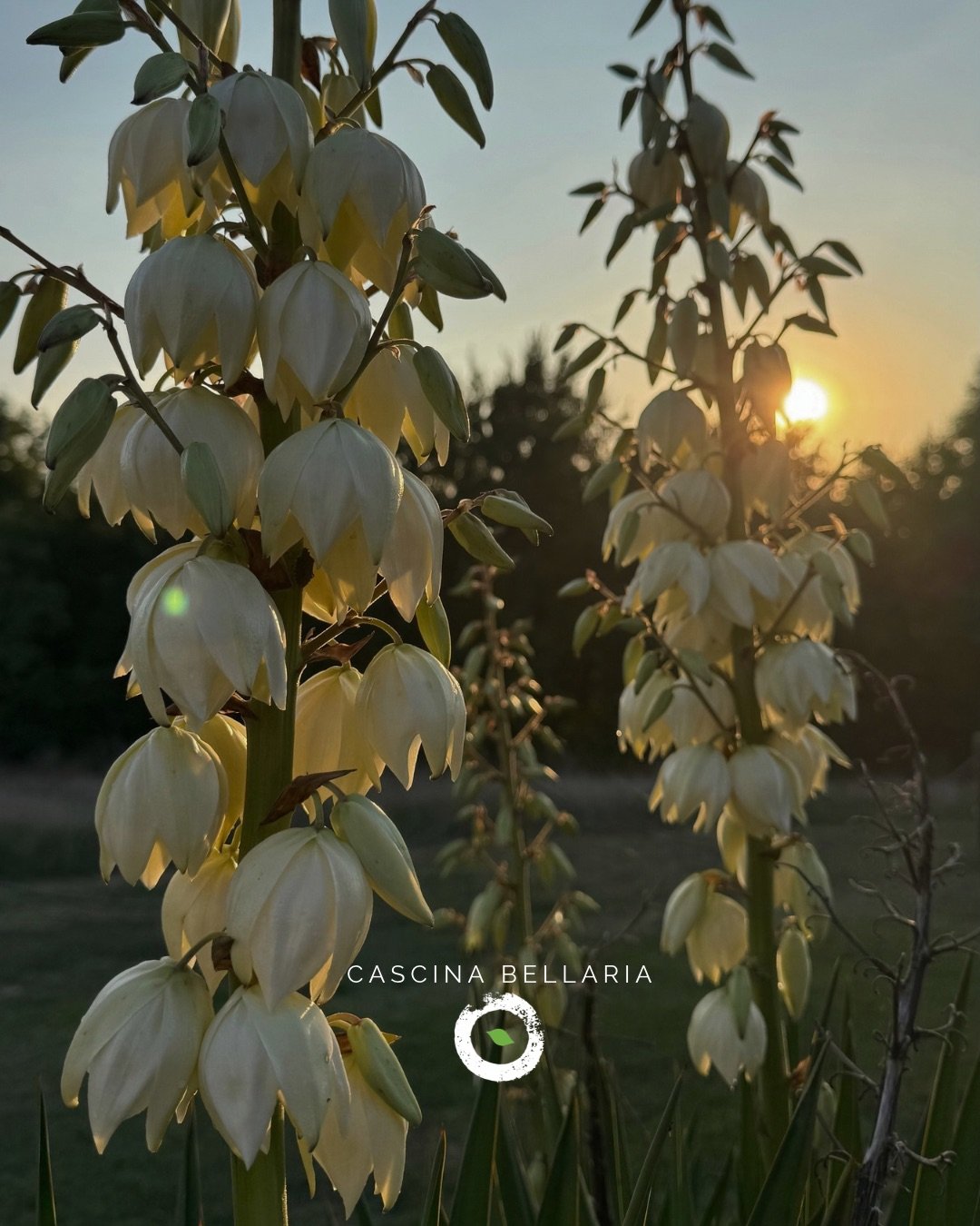 ANCHE LA CASCINA RALLENTA🍂

Dopo una lunga estate fatta di incontri, musica, eventi e corsi di formazione, in Cascina Bellaria regna il silenzio, tutto rallenta e si lascia avvolgere dai colori dell&rsquo;autunno.

Ma qualcosa continua a muoversi🌱

