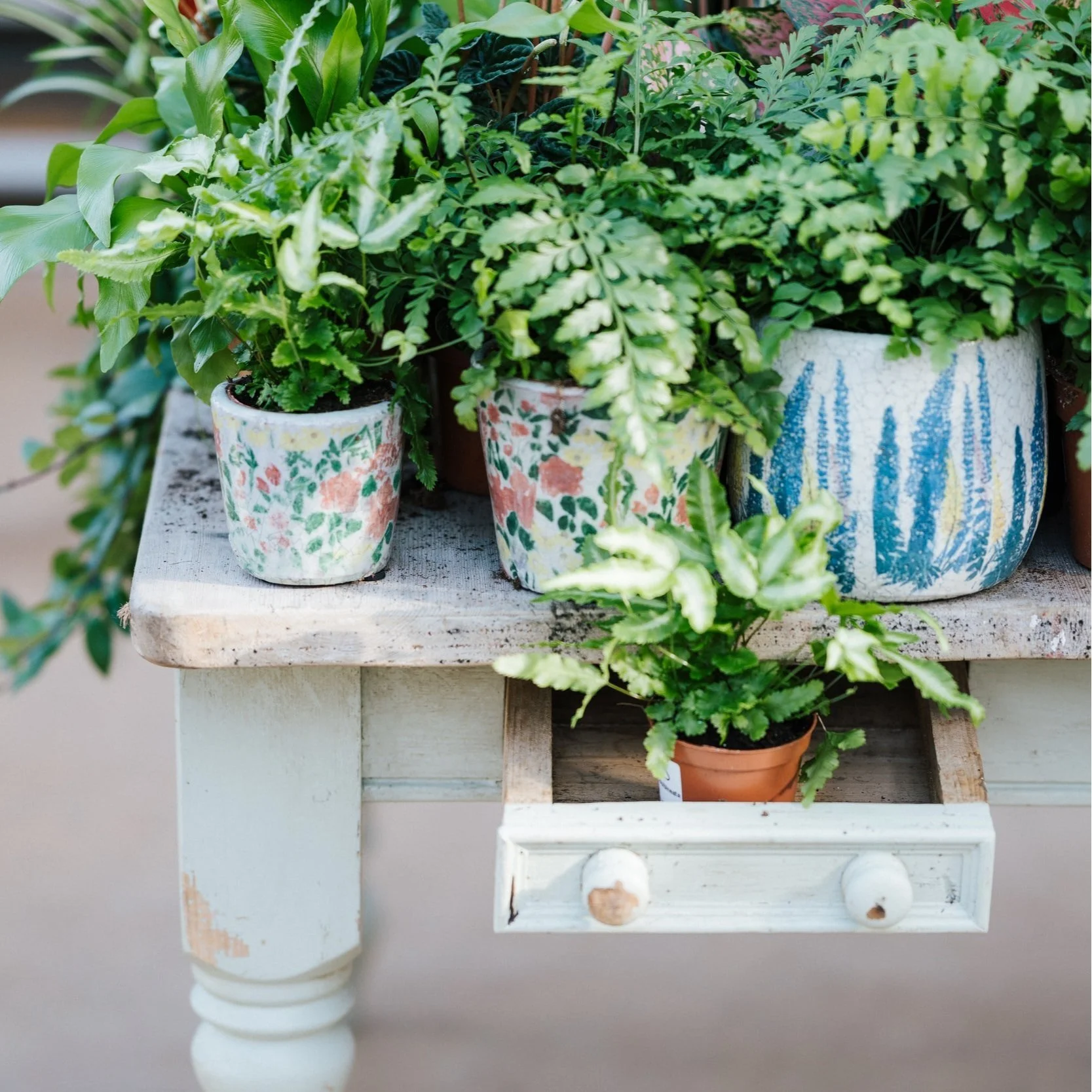 Tips for keeping houseplants