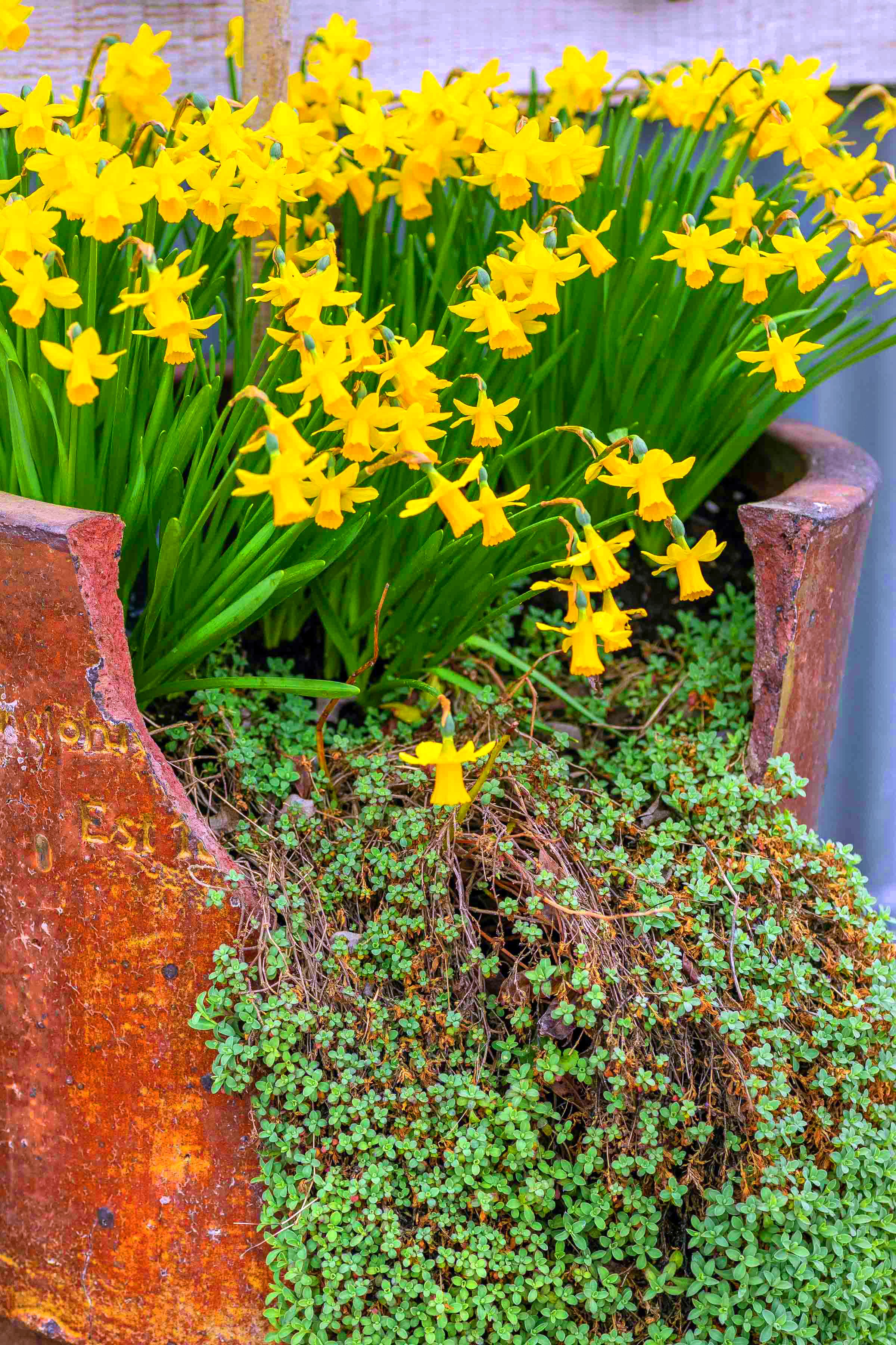        Bloom Into Spring: Your Essential Guide to Starting the Perfect Spring Garden