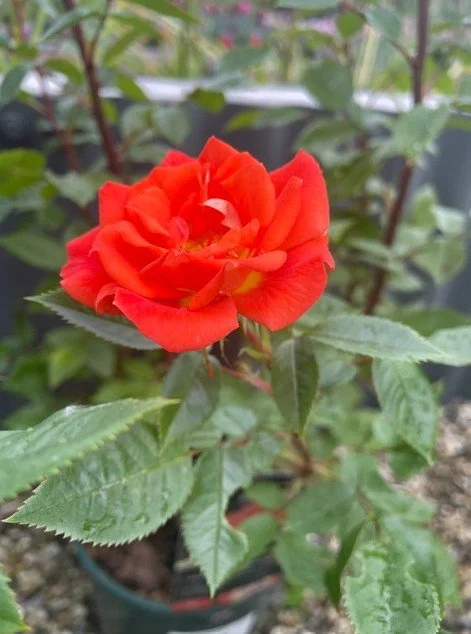                Summer Rose Care: Easy Tips for a Garden Full of Beautiful Flowers