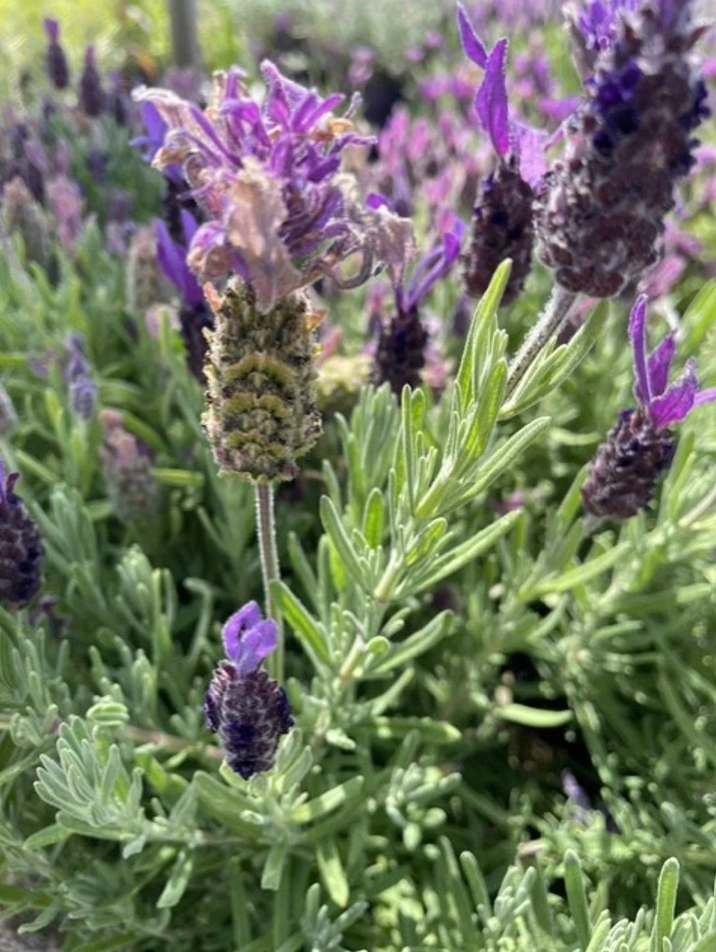 Caring for Your Garden in Hot Weather