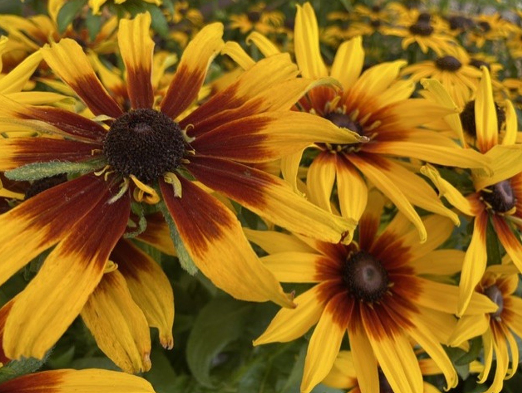 Brighten Your Garden with Late Summer Colour