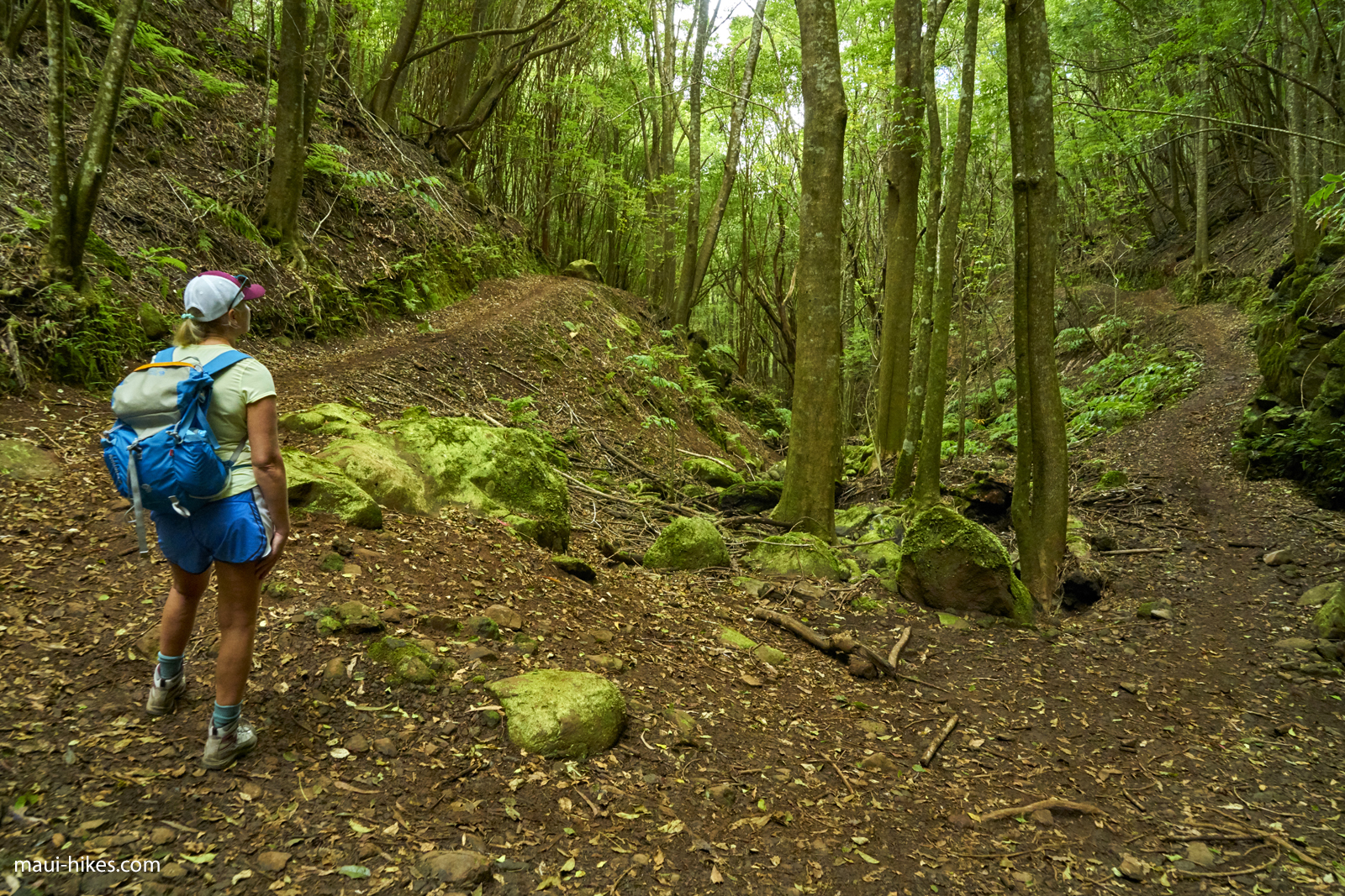 Kahakapao Trail Loop