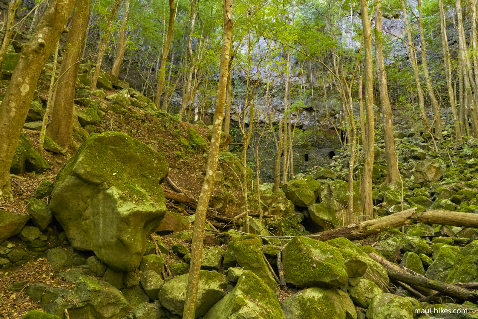 Waihou Spring Trail