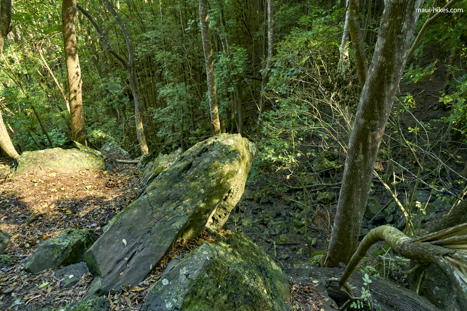 Waihou Spring Trail