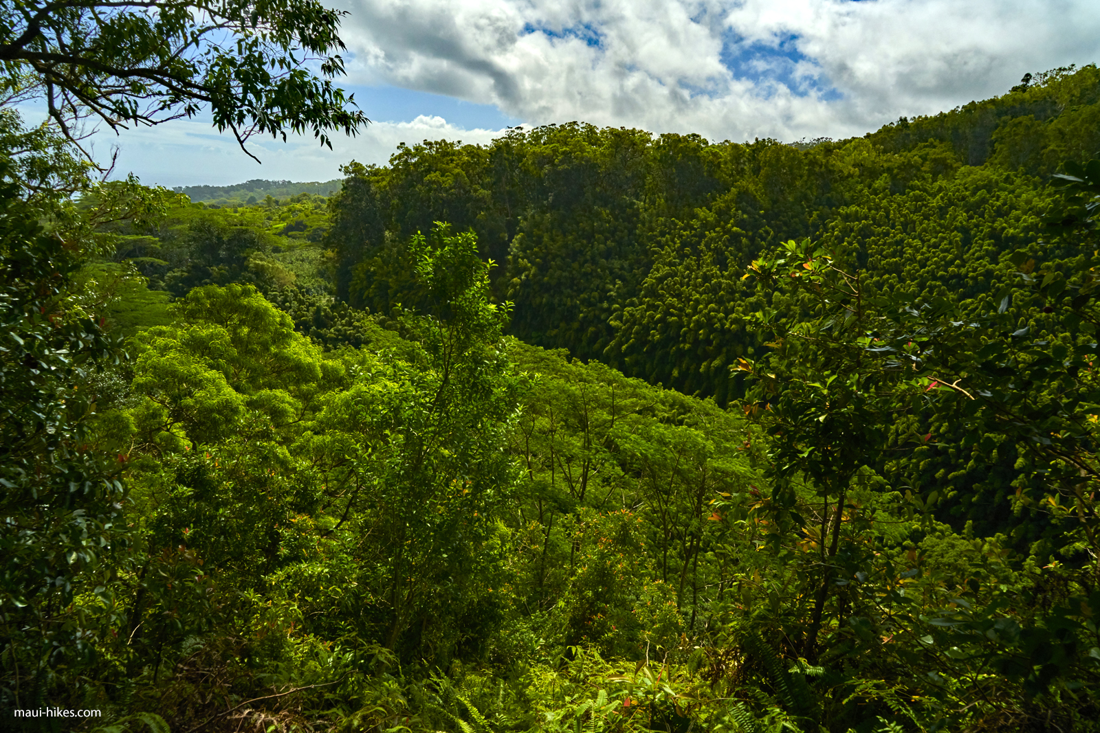 Waikamoi Ridge Trail