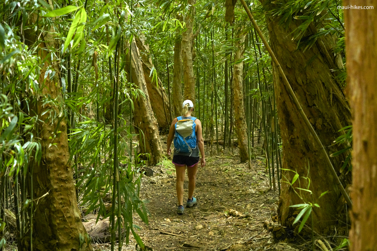 Waikamoi Ridge Trail